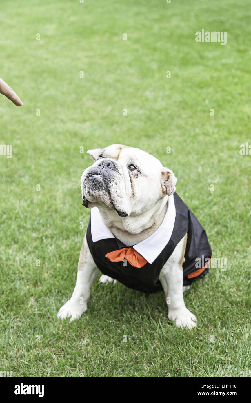 English Bulldog tuxedo, detail of a pet dog wearing suit and bow tie ...