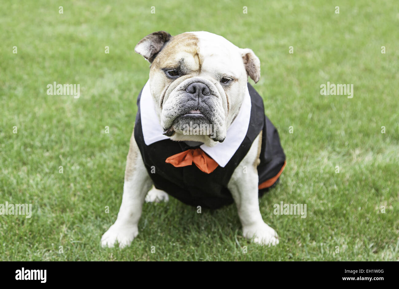 English bulldog bow tie 2025