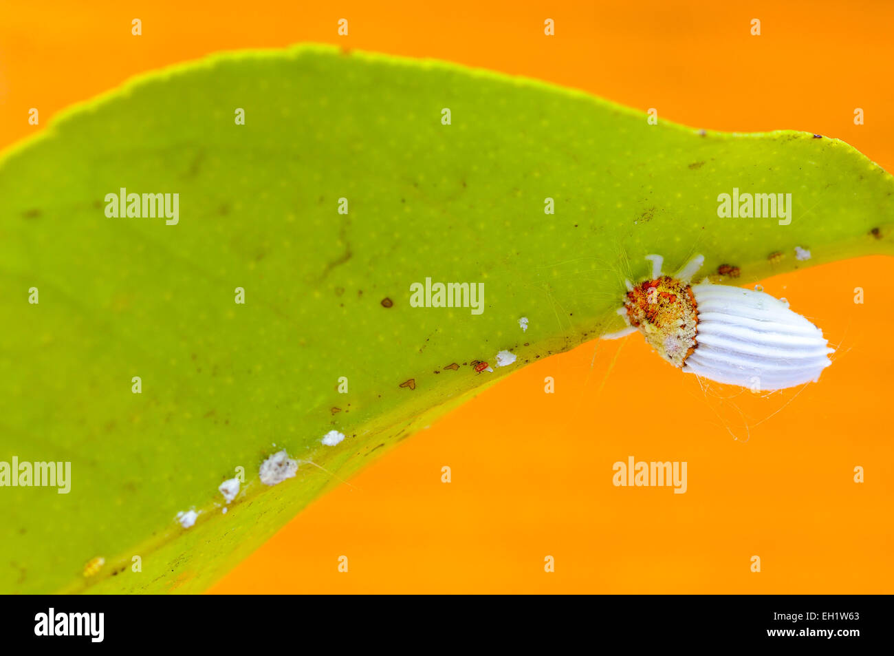 Cottony cushion scale insect (Icerya purchasi) on a lemon leaf Stock Photo