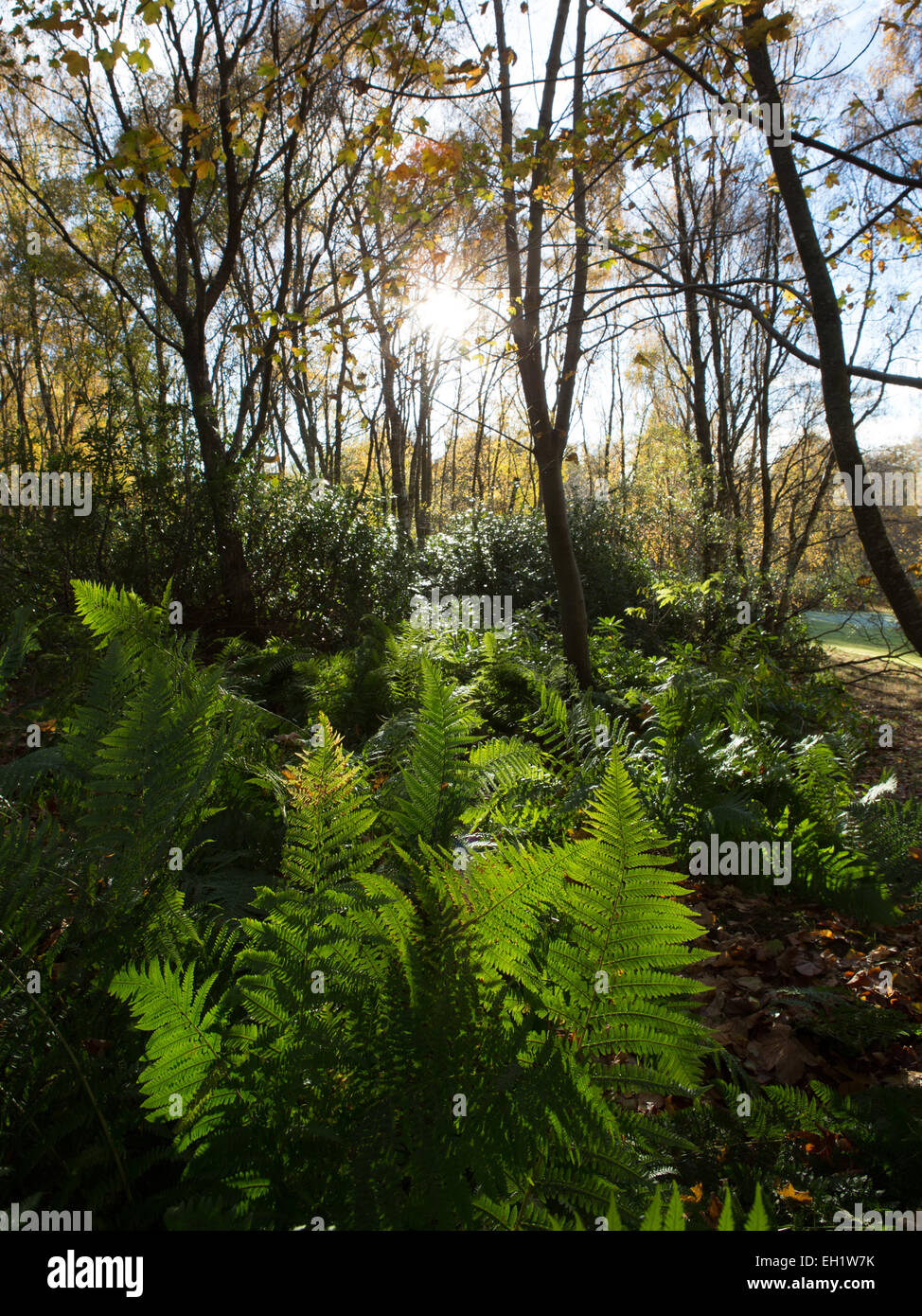 Woodland sunshine hi-res stock photography and images - Alamy