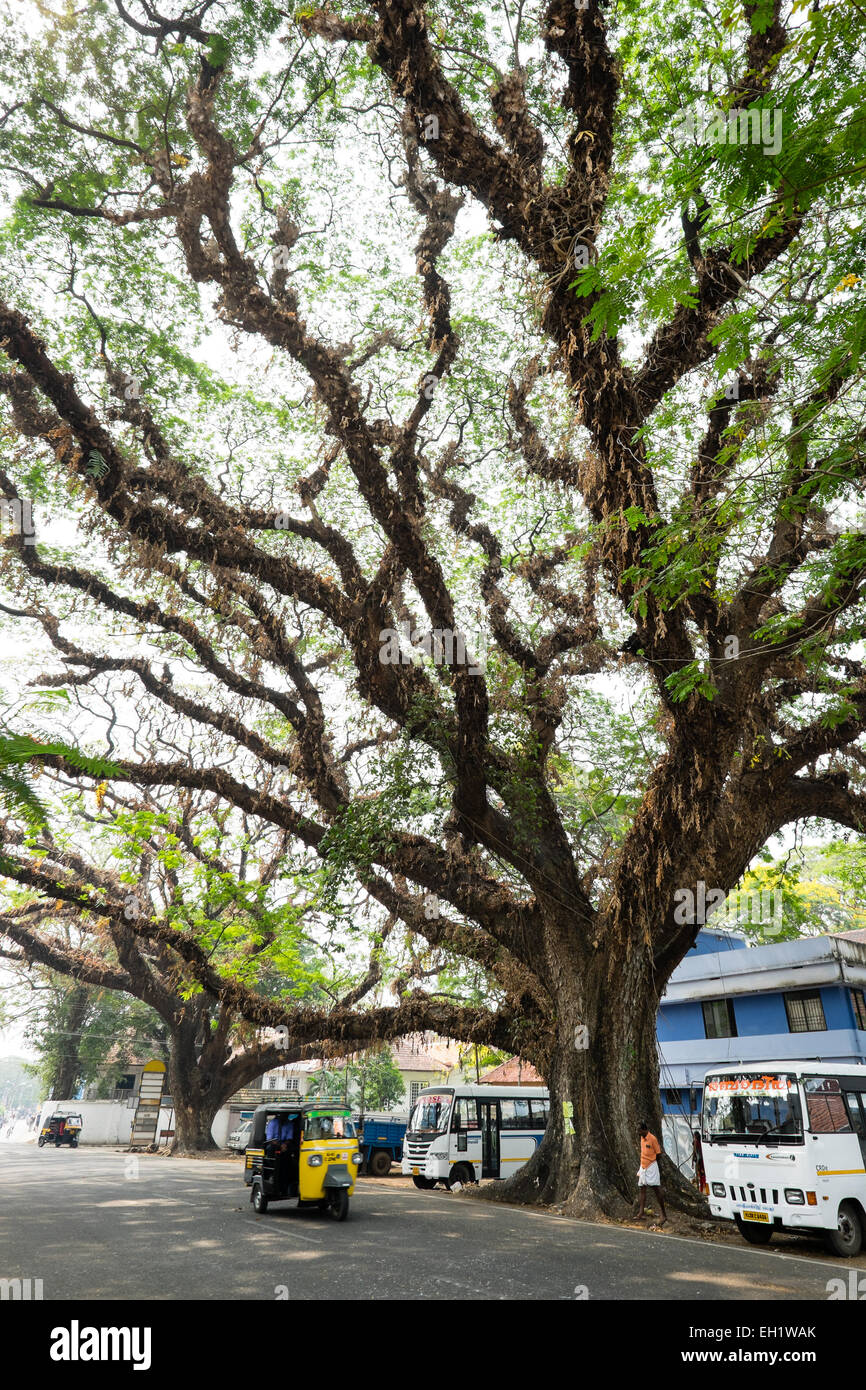 Small tuk tuk beneath giant old tree in Cochin near the harbour, Cochin, India Stock Photo