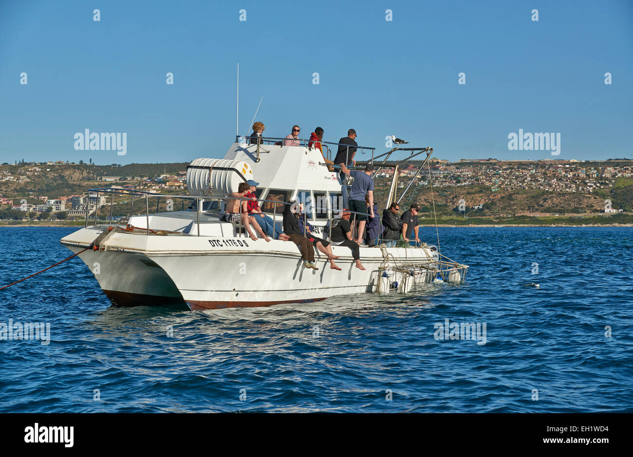 cage diving boat with tourists waiting for the Great White Shark ,Mossel Bay, Western Cape, South Africa Stock Photo