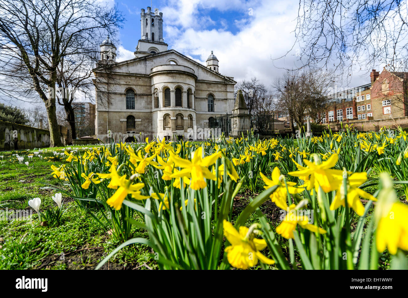 Bright yellow spring flowers (daffodils) in front of St George in the East church in Stepney, East London Stock Photo