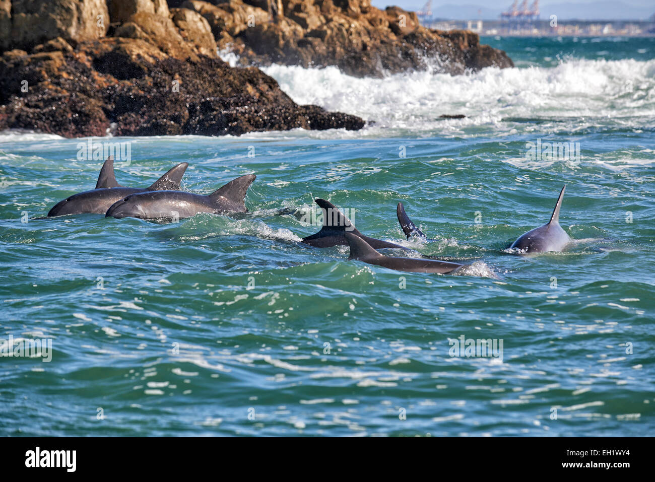 herd of hunting bottlenose dolphin (Tursiops truncatus), Eastern Cape, South Africa Stock Photo