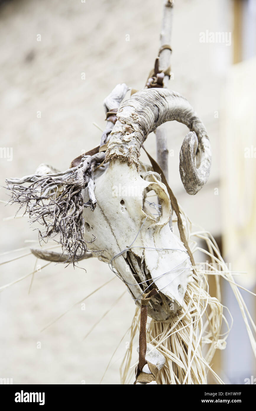 Animal Skull In A Festival Of Witchcraft Detail Of A Halloween