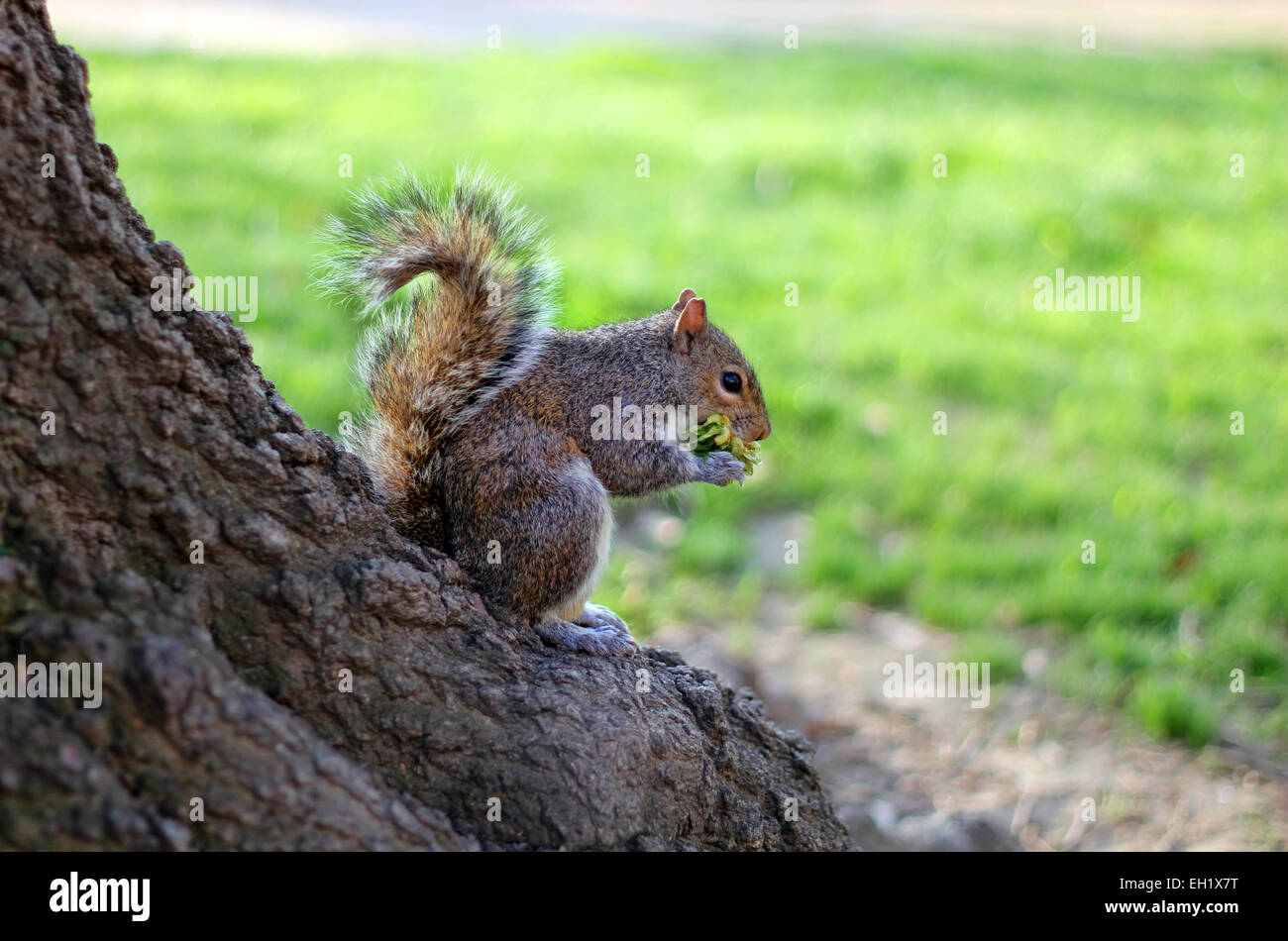 Squirrel eat fruit sitting on a tree Stock Photo Alamy
