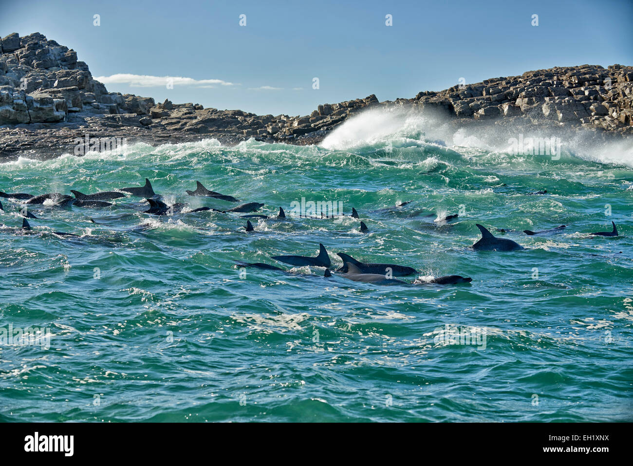herd of hunting bottlenose dolphin (Tursiops truncatus), Eastern Cape, South Africa Stock Photo