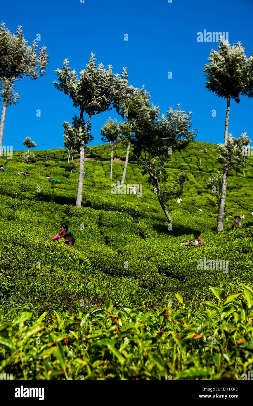 Tea picking ladies pick tea in the plantations Munnar region of India