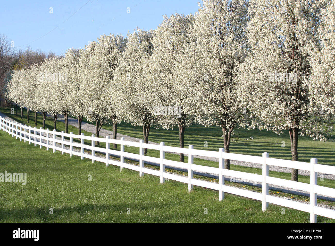 a row of blossoming pear trees lines a gravel driveway in fishers