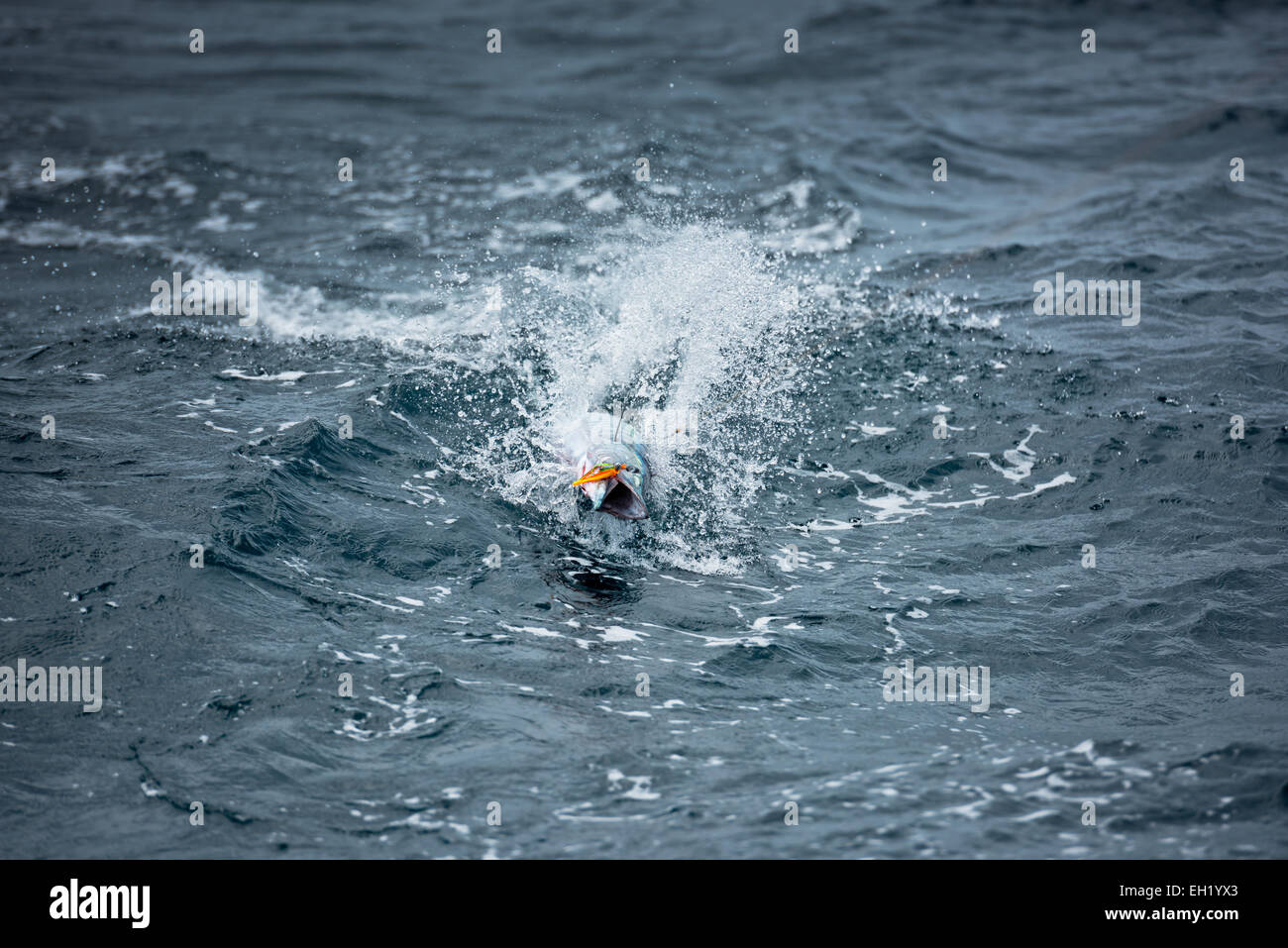 Apologise, fish in the sea hookup website speaking, opinion There are fish in the sea hookup website think, that