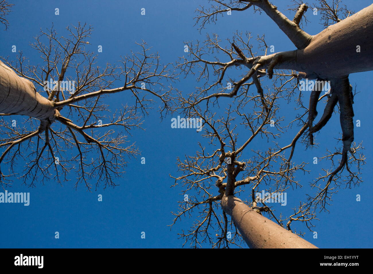 Baobab flower icon isometric vector. African tree. Angola trunk Stock  Vector Image & Art - Alamy