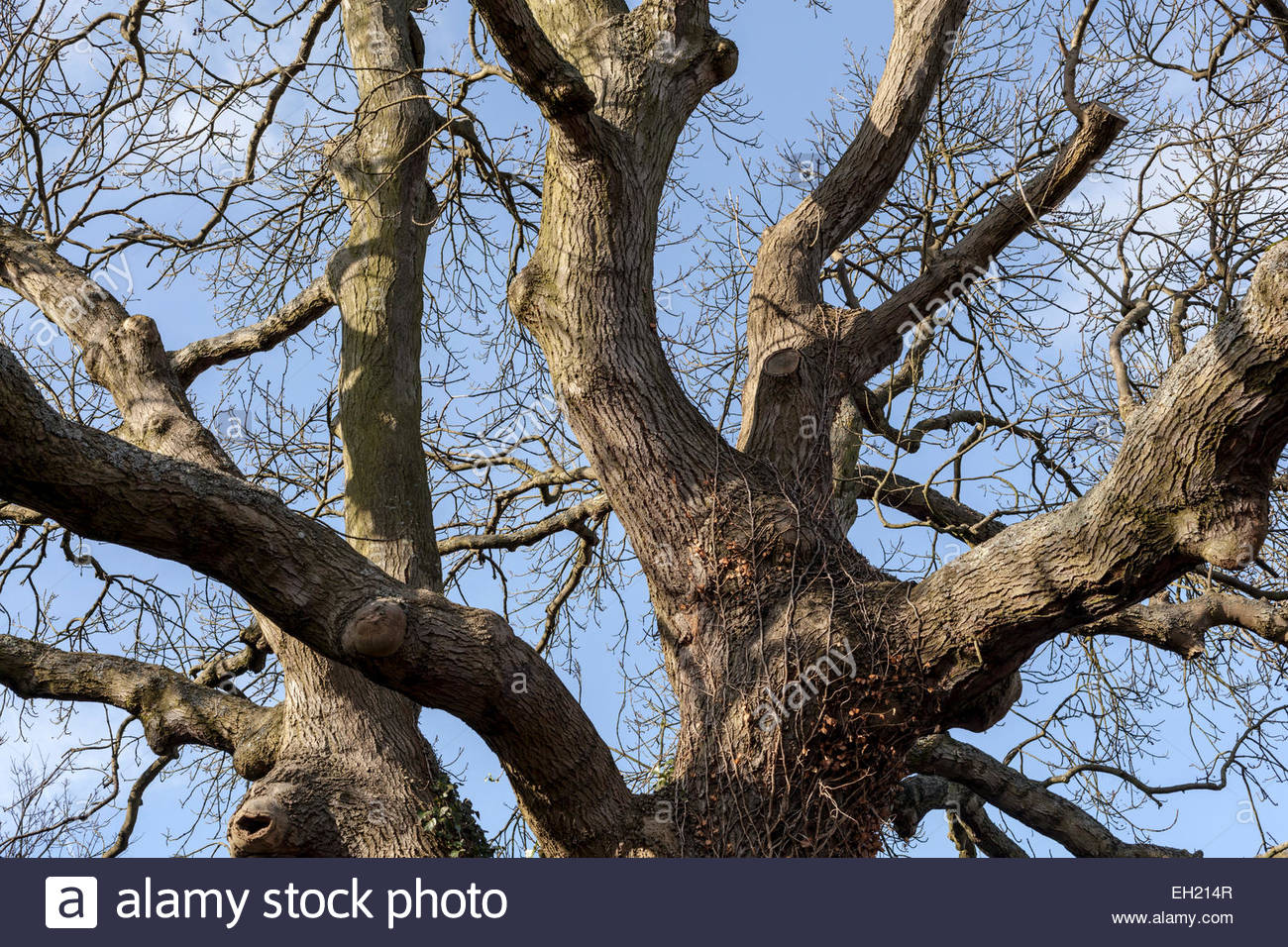 Ash Tree Uk Winter High Resolution Stock Photography and Images Alamy