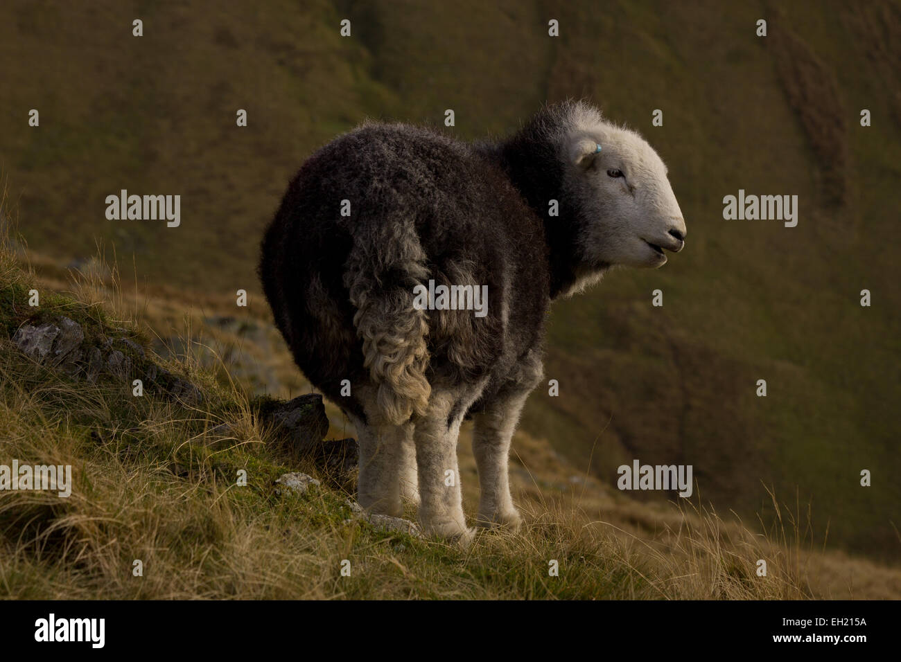 Herdy Herdwick sheep Grasmere. Lake district sheep on Stone Arthur