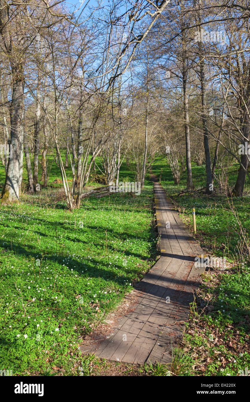 Hiking trail through the woods in spring Stock Photo - Alamy