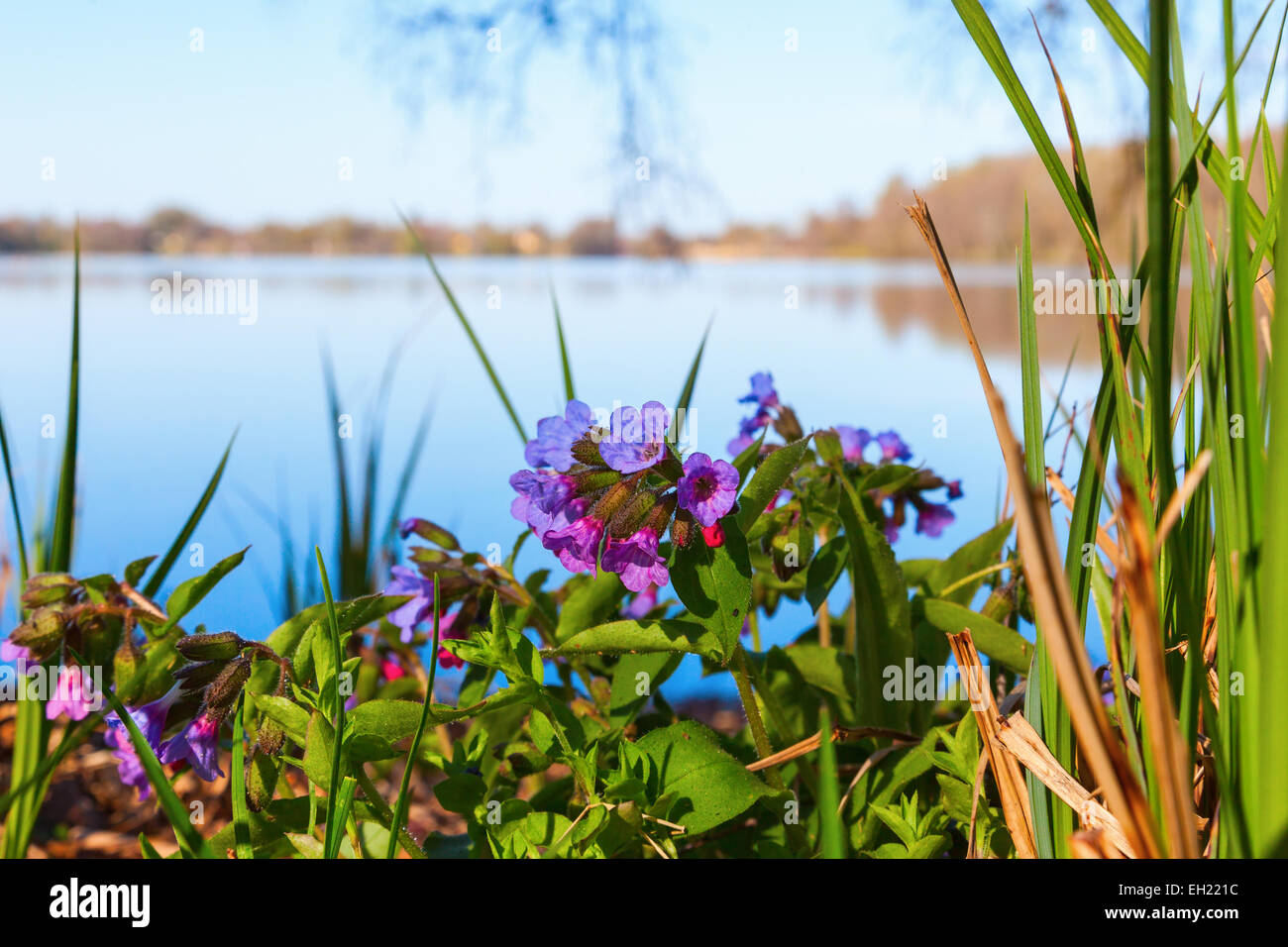 Lungwort flower at a lake in spring Stock Photo