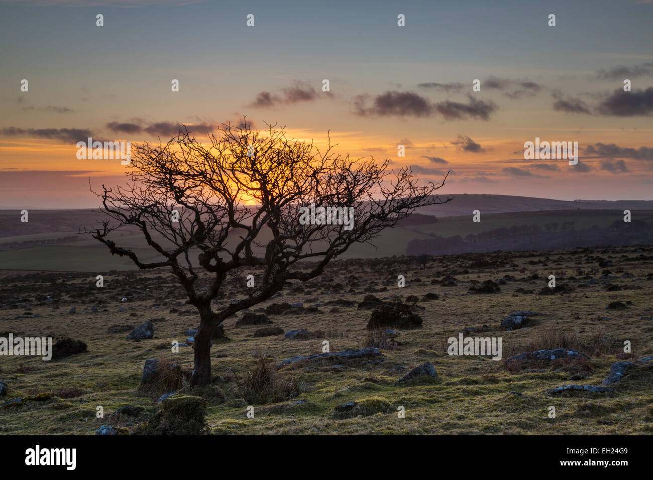 Last light of the day on Bodmin Moor as the lone tree is backlit by the setting sun Stock Photo
