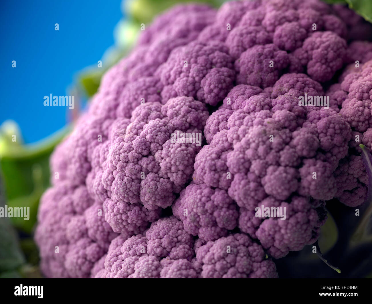 purple cauliflower Stock Photo