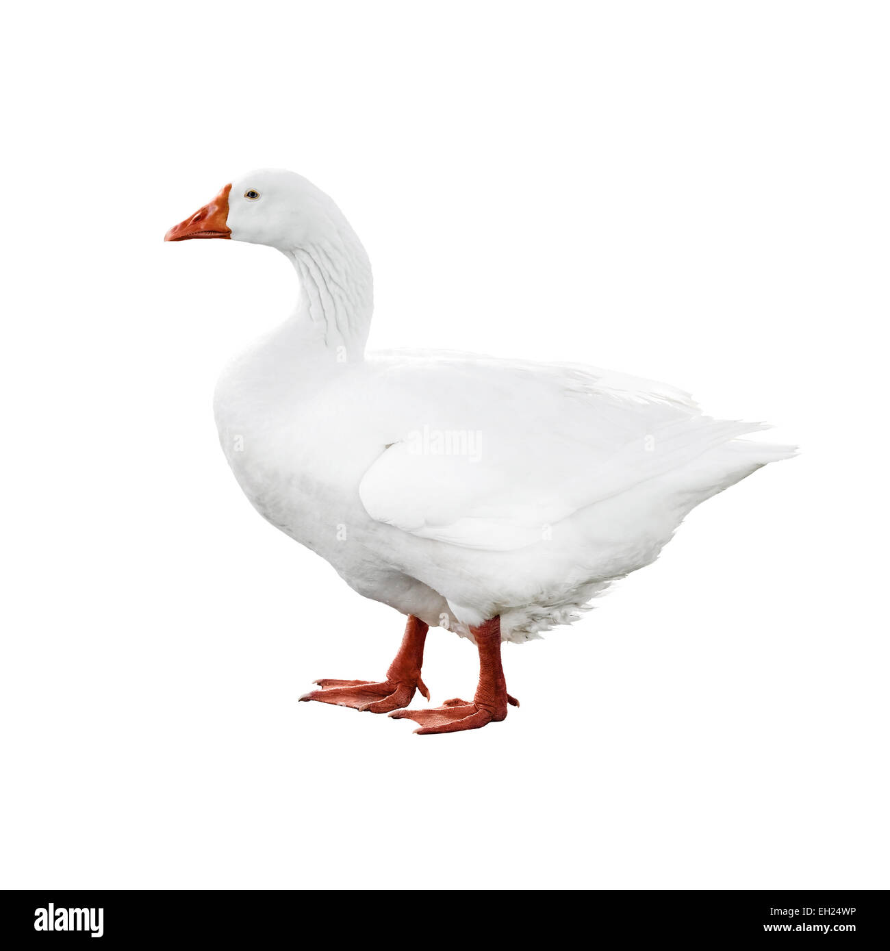 Walking goose profile photo isolated on white background Stock Photo