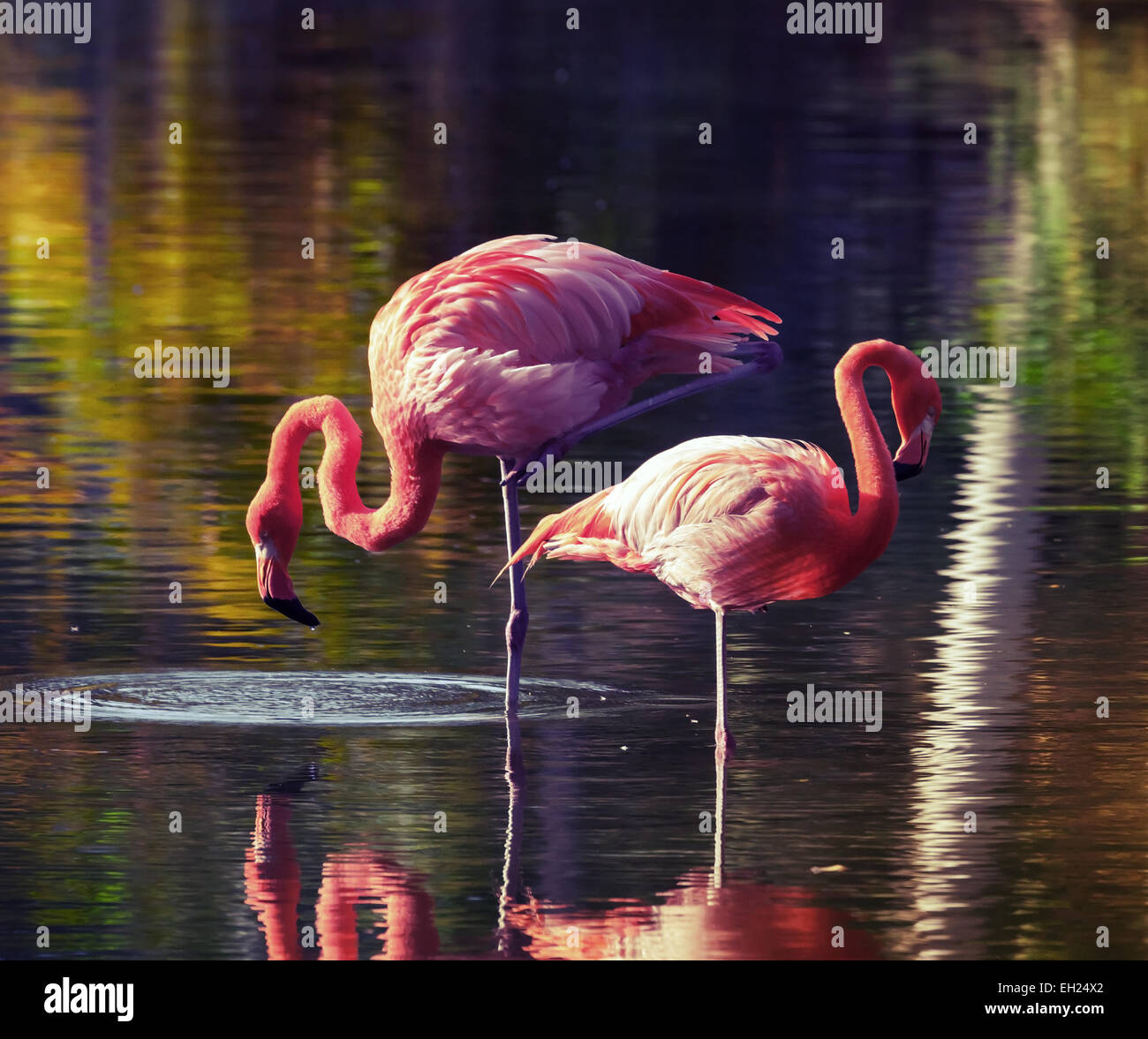 two-pink-flamingos-standing-in-the-water-with-reflections-vintage