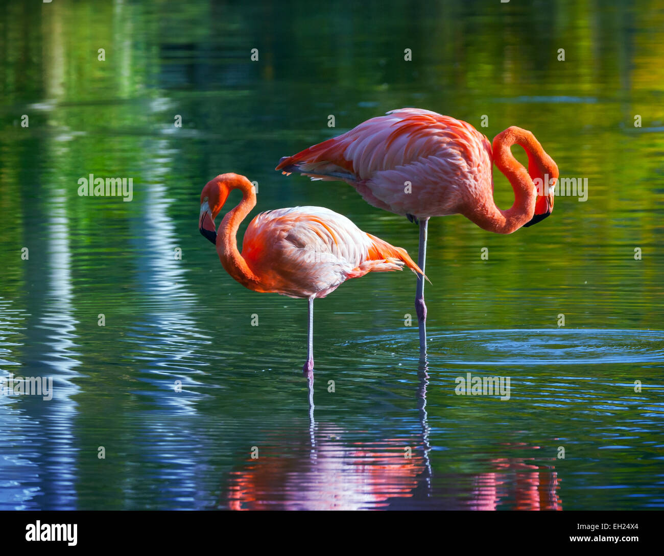Two pink flamingos standing in the water with reflections. Stylized photo, with colorful tonal correction filter effect Stock Photo