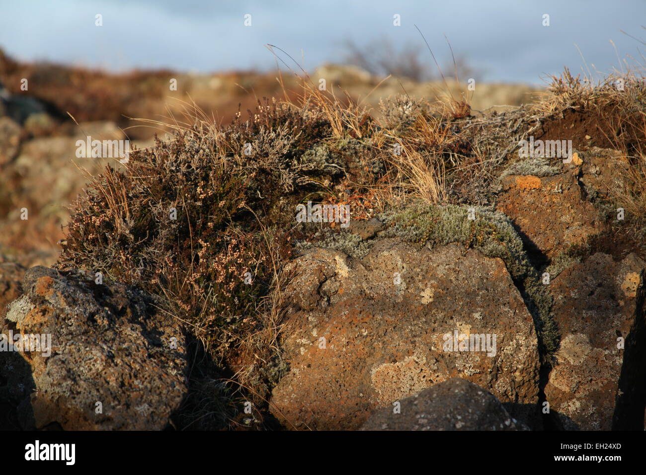 rocks and tundra in the Crack of the earth crust caused by the mid