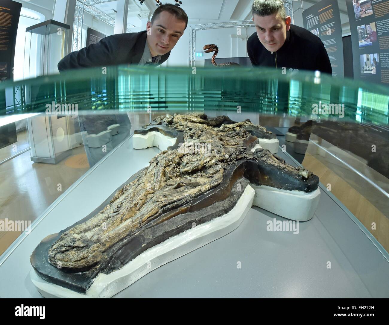 The well-preserved skeleton of a land-dwelling crocodile in the new  exhibition at the Nationale Akademie der Wissenschaften Leopoldina in Halle  (Saale), Germany, 5 March 2015. Under the heading "Aus der Morgendämmerung:  Pferdejagende