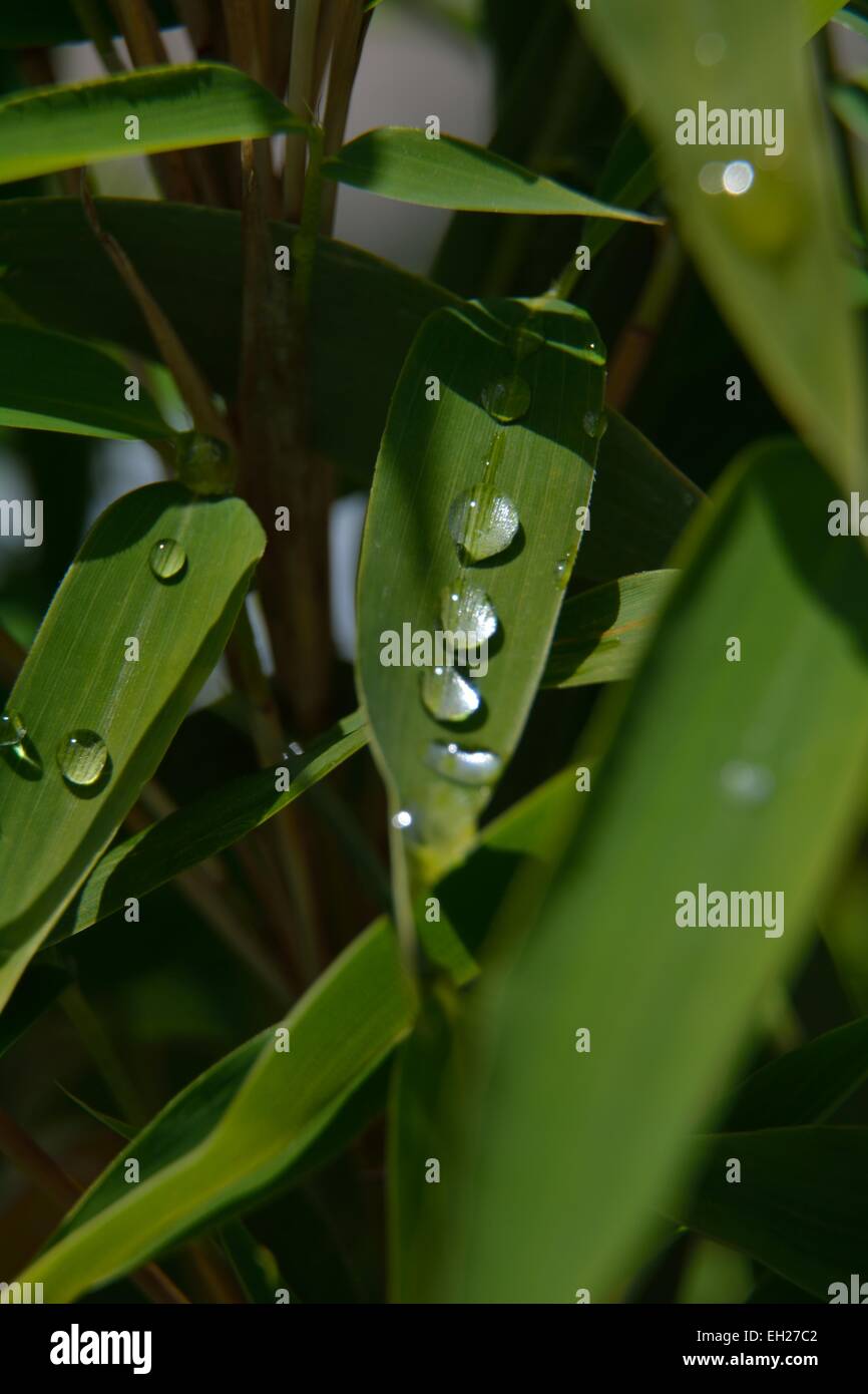 Macro Picture of a wonderful green Bamboo plant with water drops on it ...