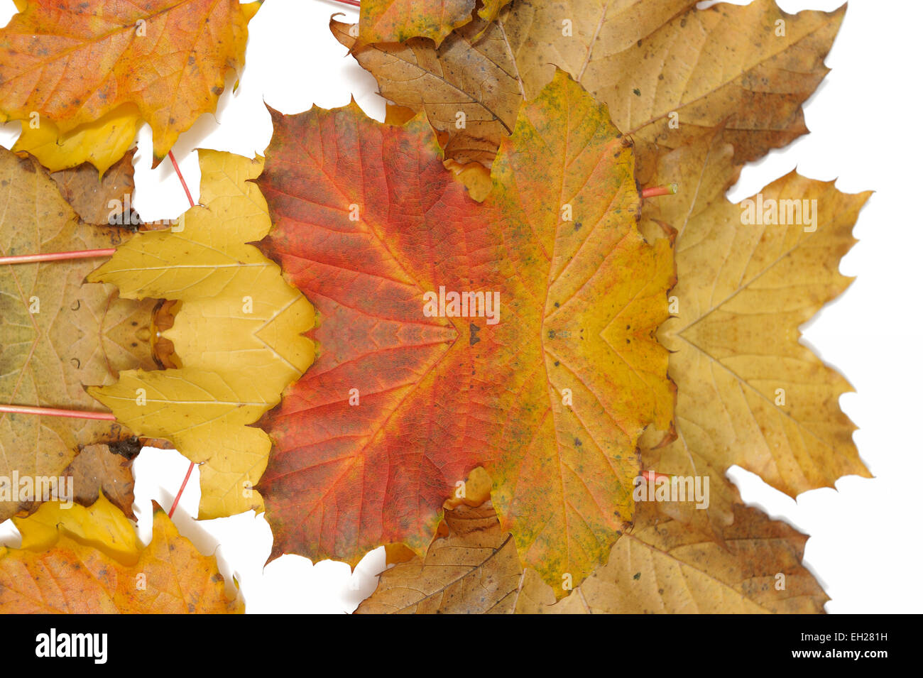 A collage of autumn leaves digitally mirrored Stock Photo