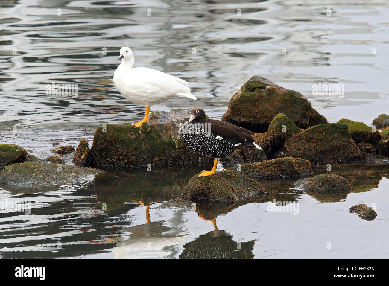 Kelp goose,geese in Ushuaia, Argentina, Patagonia. Stock Photo