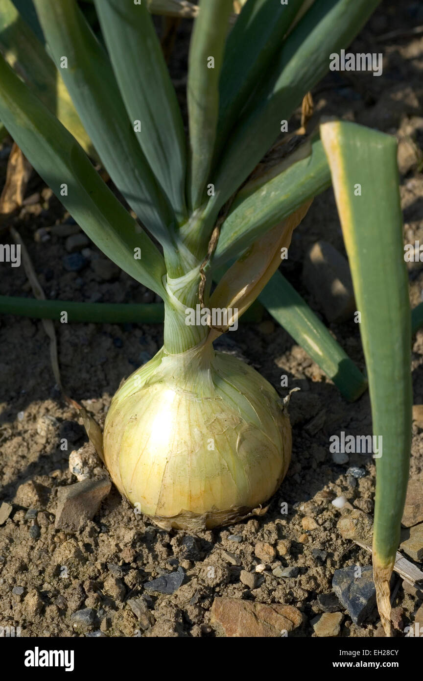 onion, growing Stock Photo