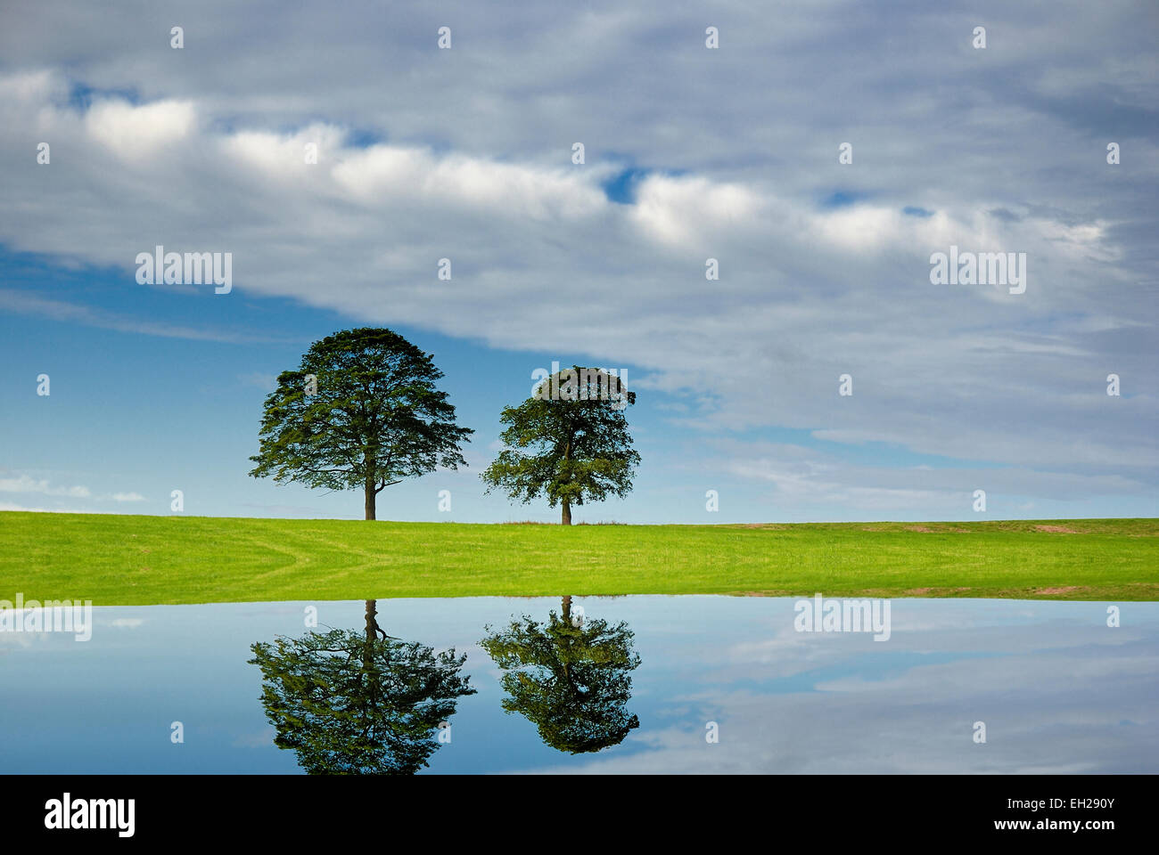 Two trees on a green field digitally mirrored into a pool of water Stock Photo