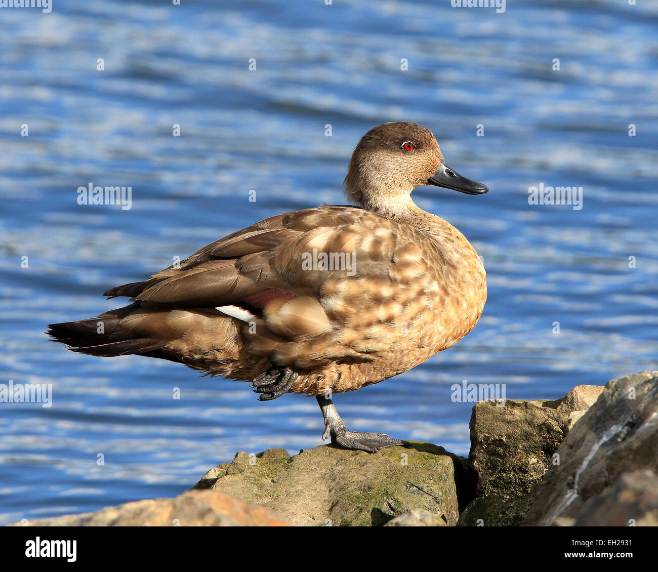 Patagonian Crested Duck, Lophonetta Specularioides Specularioides, in Ushuaia Argentina, South America. Stock Photo