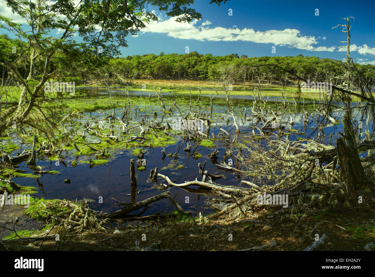 Marshland on Navarino island in southern Chile Stock Photo