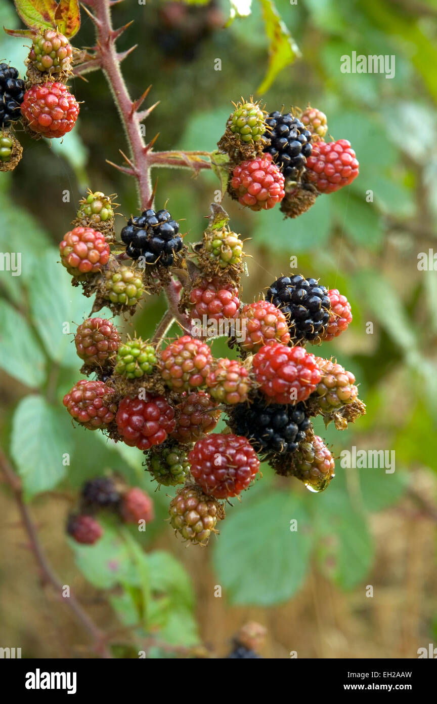 wild blackberries Stock Photo