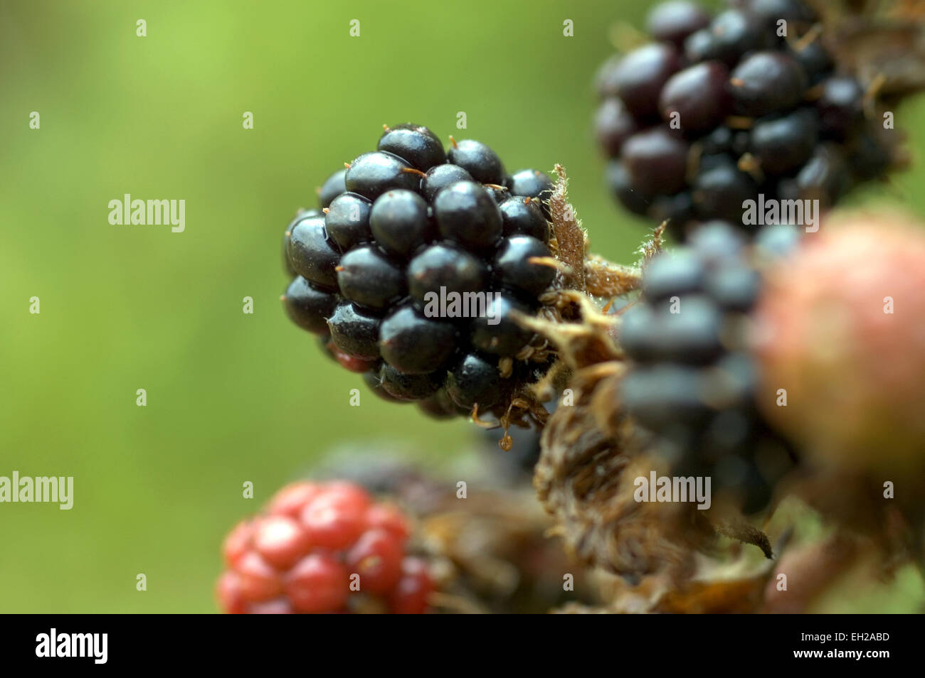 wild blackberries Stock Photo