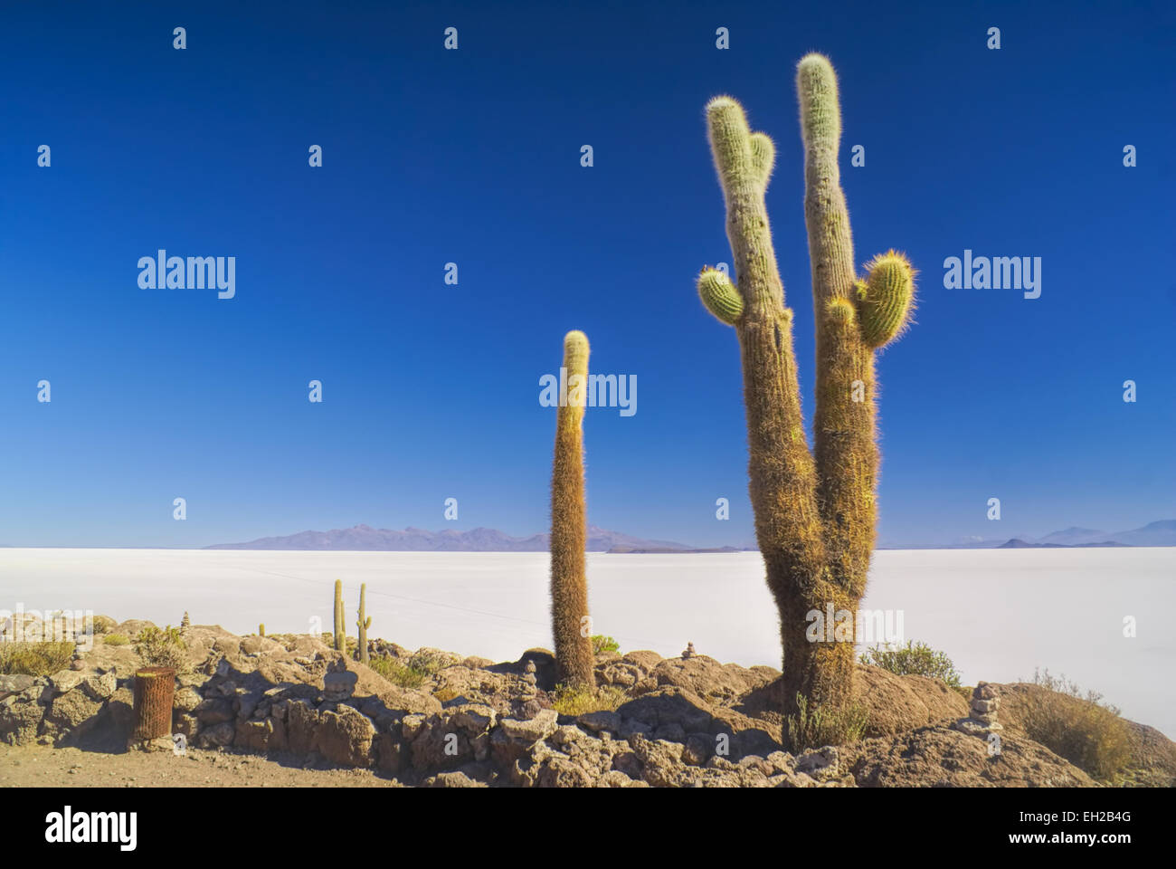 Beautiful tall cactuses growing near white salt planes Salar de Uyuni in Bolivia Stock Photo