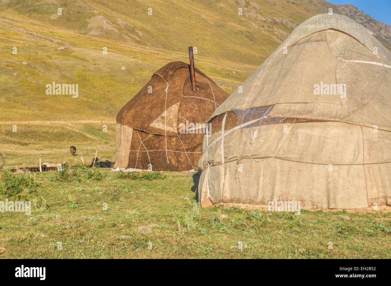 Nomadic settlements with yurts on green grasslands in Kyrgyzstan Stock Photo