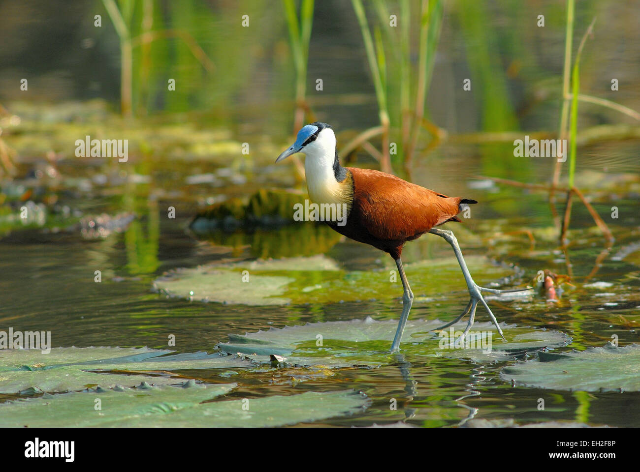 African Jacana or Lily-Trotter (Actophilornis africanus) in Pongolaport Dam, Pongola Game Reserve, Kwa-Zulu Natal, South Africa Stock Photo