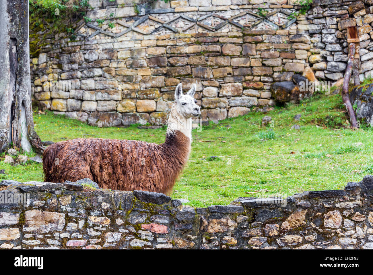 View of the ruins of Kuelap with a llama in the foreground of the Chachapoyas culture in northern Peru Stock Photo