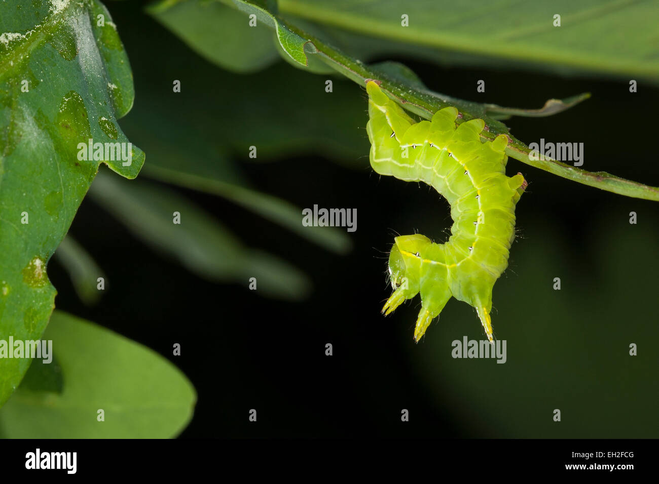 Sprawler Sprawler, caterpillar, Sphinxeule, Sphinx-Eule, Herbst-Rauhaareule ...