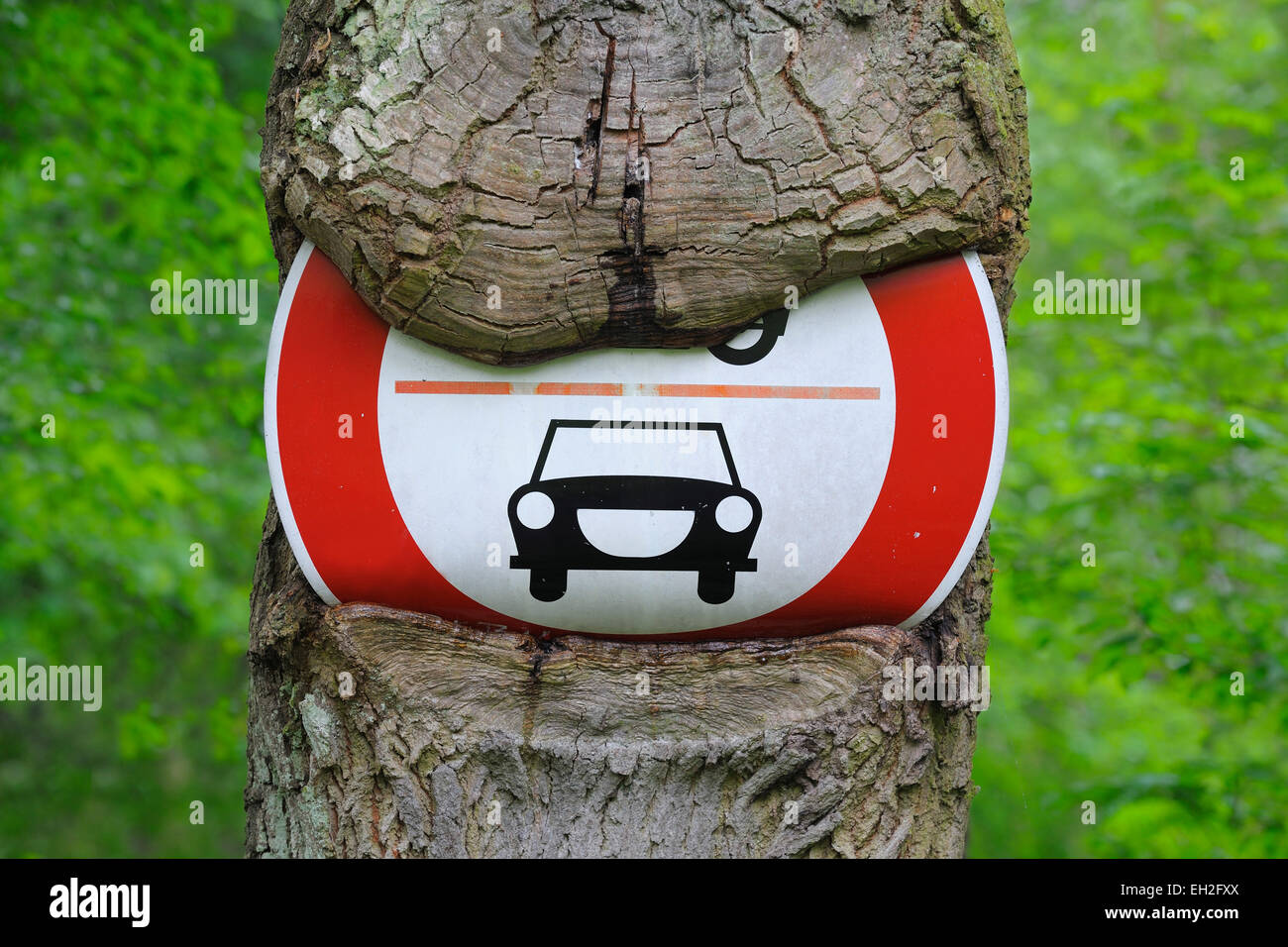 Traffic Sign on an Overgrown Tree, Hesse, Germany Stock Photo - Alamy