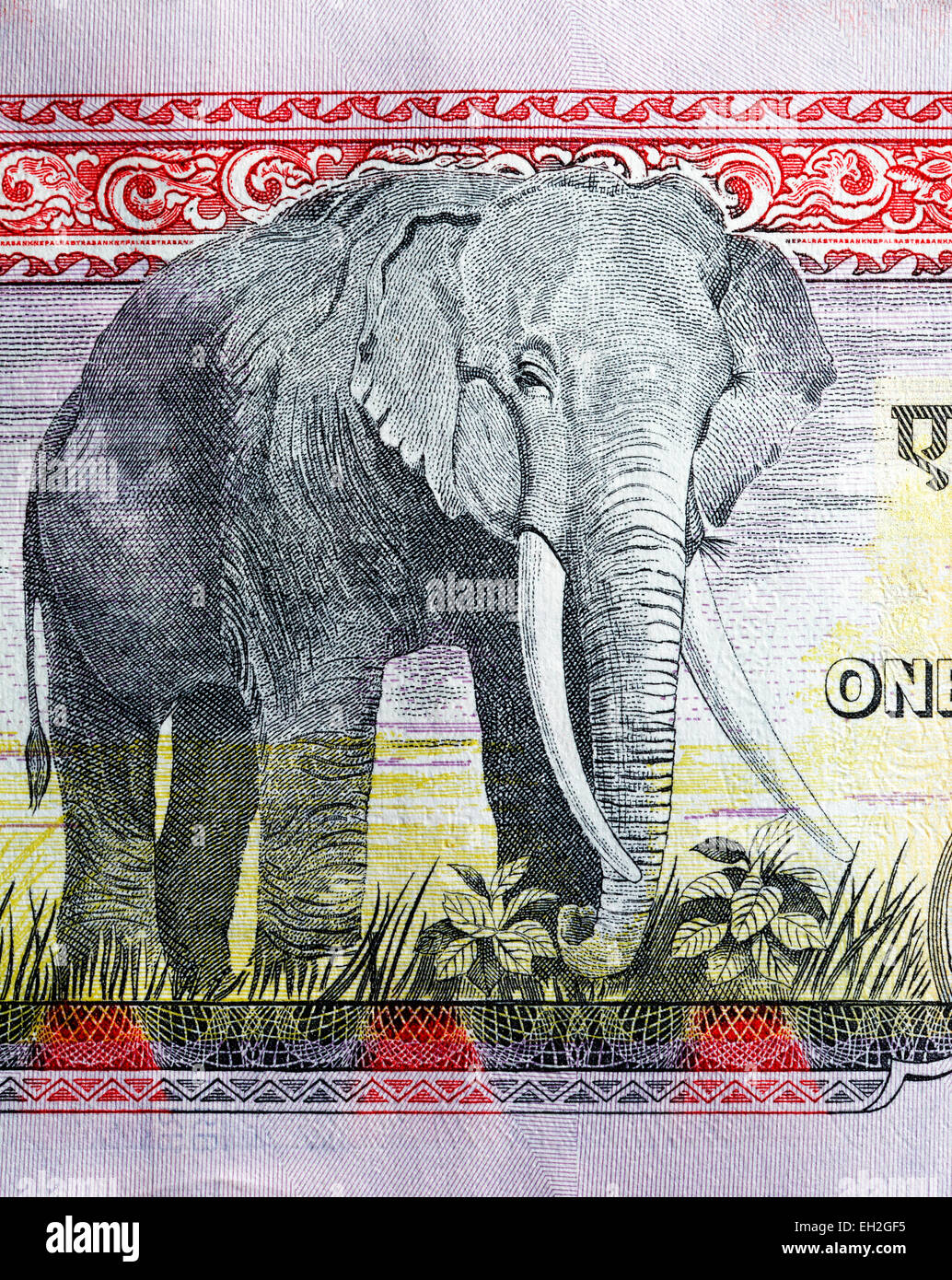 Elephant from 1000 rupees banknote, Nepal, 2008 Stock Photo