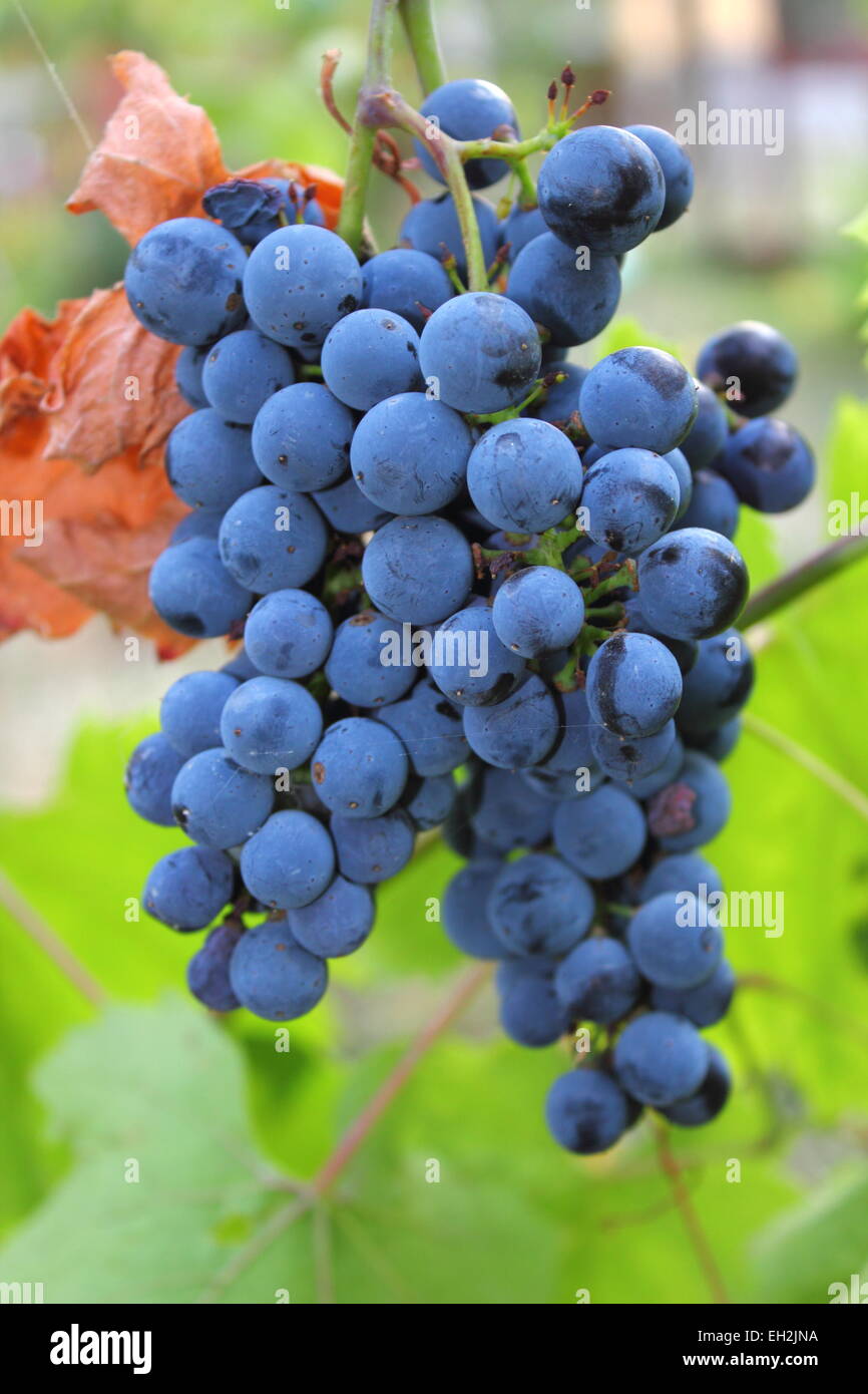 cluster of red grapes in a vineyard Stock Photo Alamy