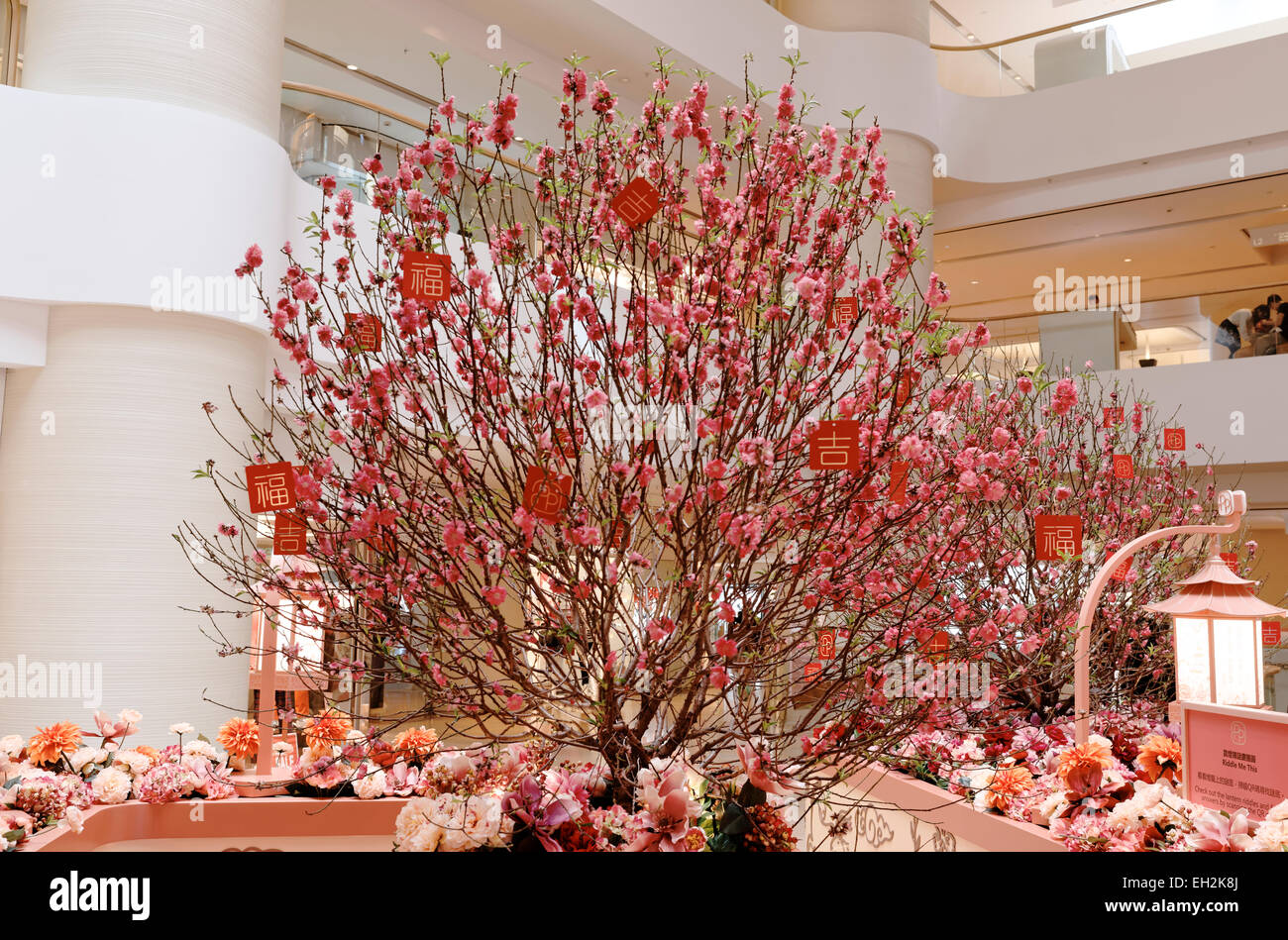 Pink blossoms in Pacific Place, Hong Kong, celebrating Chinese New Year Stock Photo
