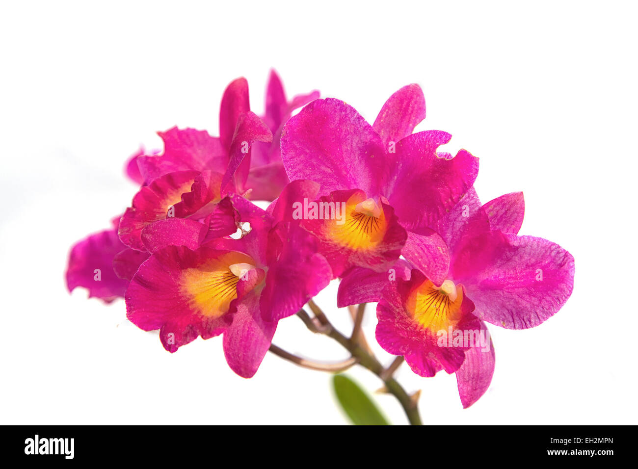 Pink Cattleya Orchid Stock Photo