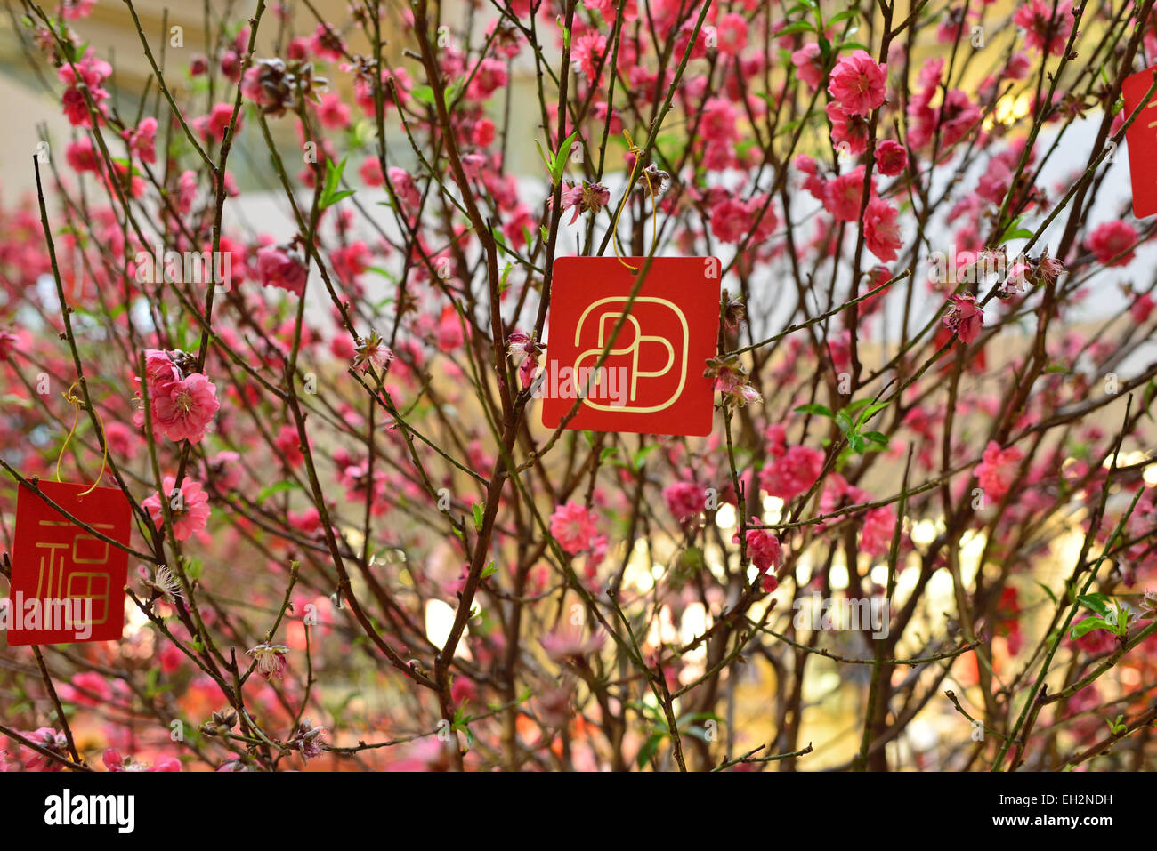 Pink blossoms in Pacific Place, Hong Kong, celebrating Chinese New Year Stock Photo