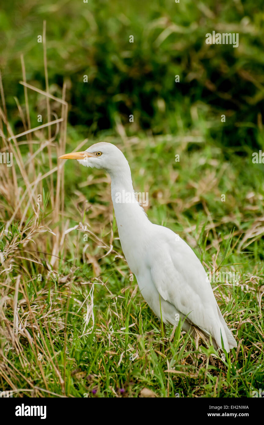 A Cattle Egret searches for food in the lush grass by the Chobe River. Stock Photo