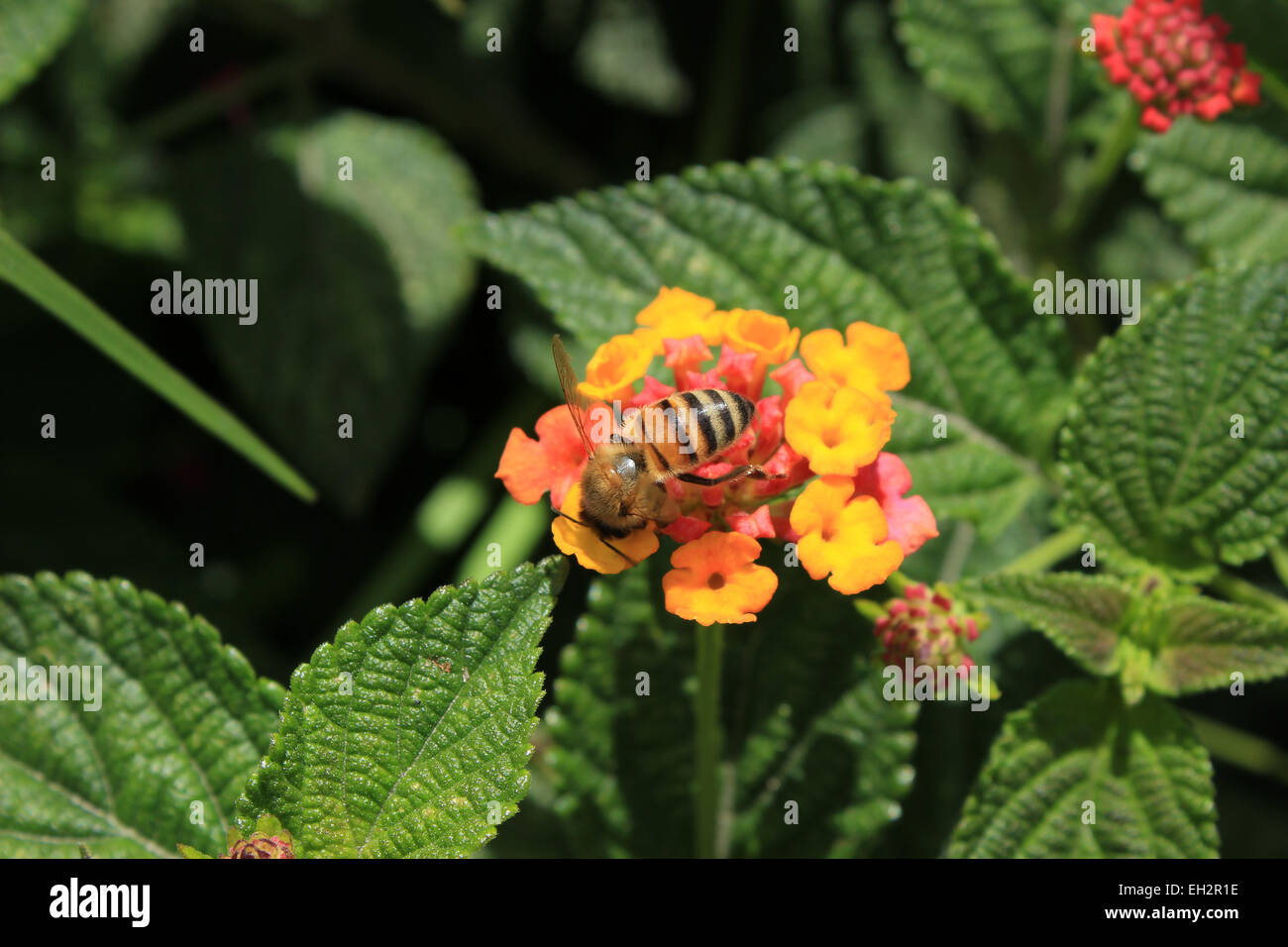 A bee pollinating a yellow and pink flower on a  tree in Cotacachi, Ecuador Stock Photo