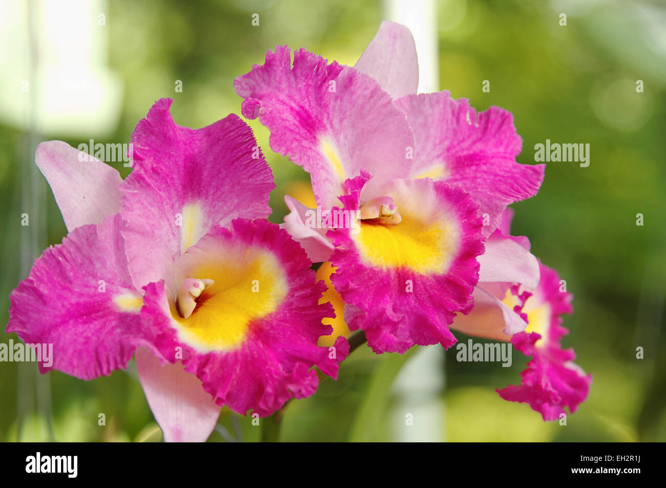 Pink  Cattleya  Orchid, isolated Stock Photo