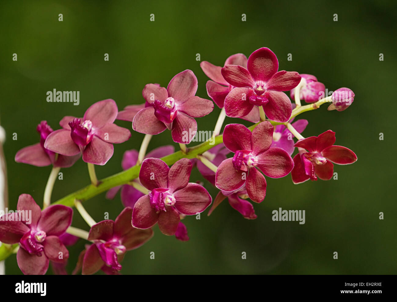 Fragrant Red Orchid ;Vanda Orchid, Vandachostylis Colmarie Stock Photo